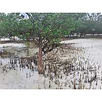 Mangrove Restoration Training - AU-IBAR Collaboration with KMFRI image